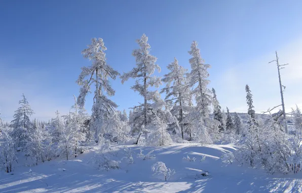 Winter, frost, forest, the sky, light, snow, trees, hills