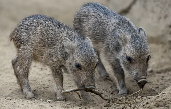 Wallpaper san diego zoo, piglets, chacoan peccary for mobile and ...