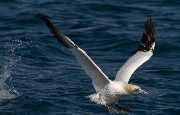 Picture water, bird, seagulls, wings, beak
