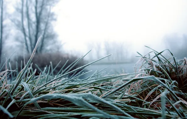 Picture frost, autumn, grass, trees, lake, bokeh