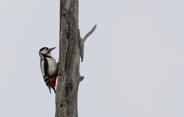 Picture tree, bird, woodpecker