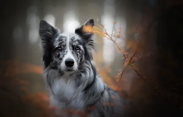 Picture autumn, look, face, branches, dog, bokeh, The border collie