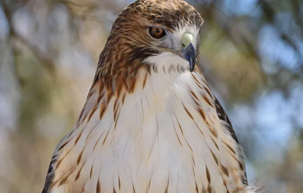 Nature, hawk, bokeh, by Nushaa
