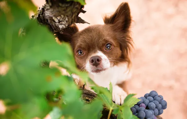 Picture look, dog, muzzle, grapes, Chihuahua