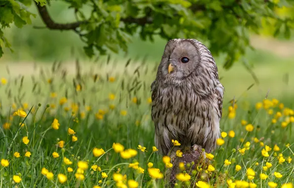 Flowers, owl, bird, buttercups, The Ural owl