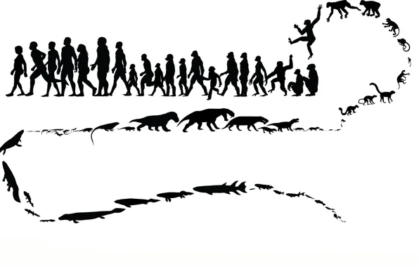 Picture animals, people, monkey, evolution