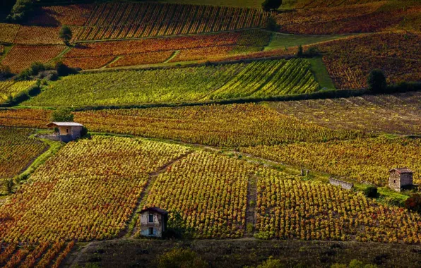Autumn, France, vineyard, house
