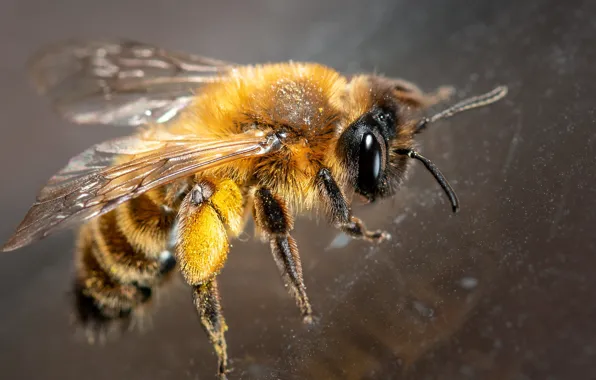 Picture macro, nature, bee