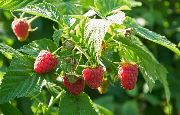 Nature, berries, raspberry, Bush