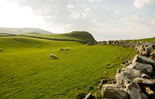 The sky, grass, stones, sheep, Northern Ireland, northern ireland