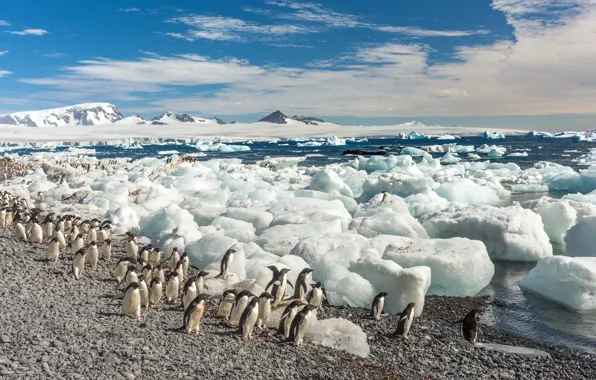 Sea, shore, ice, penguins