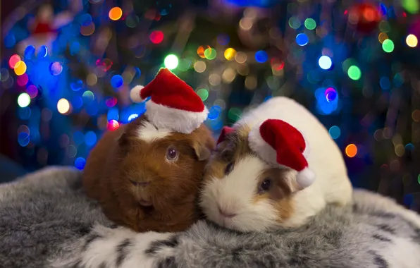 Picture holiday, pair, beanie, Guinea pigs