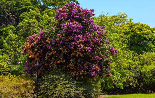 Grass, trees, Park, USA, Sunny, bougainvillea, Bougainvillea, arborea