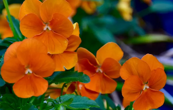 Picture summer, flowers, orange, flowering