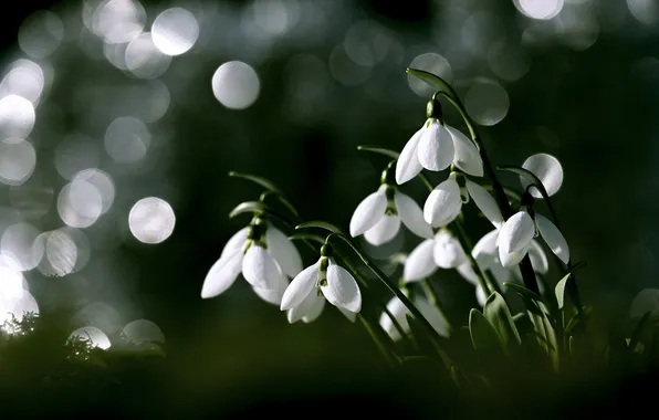 Light, flowers, glare, the dark background, spring, snowdrops, white, bokeh