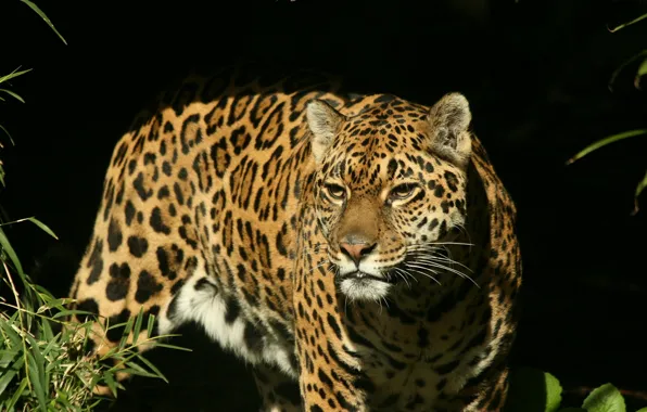 Picture look, face, predator, Jaguar, hunting
