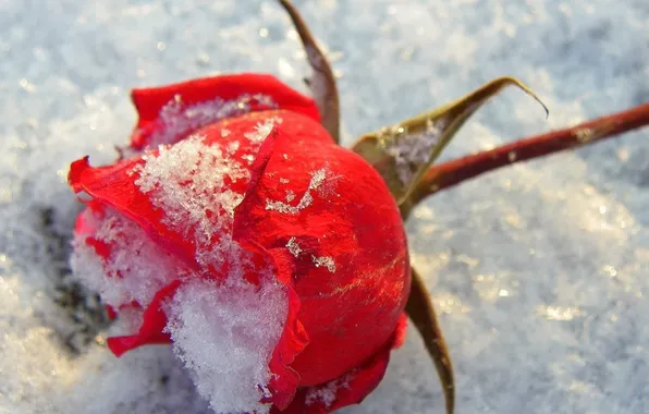 Macro, snow, rose, red