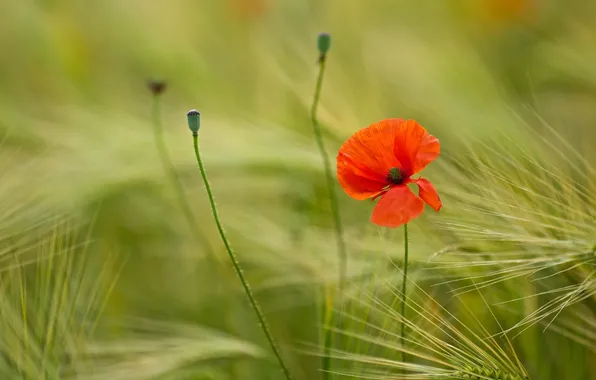 Picture macro, red, Mac, petals, spikelets, meadow