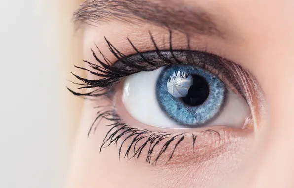 Picture macro, eyes, eyelashes, color, the pupil, eyebrows