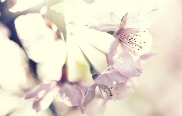 Macro, nature, spring, Sakura