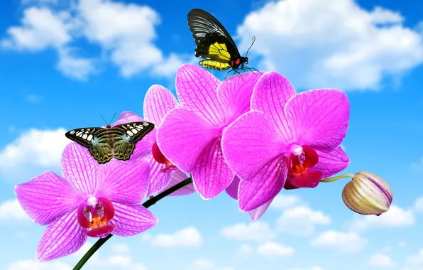 Picture flower, the sky, clouds, butterfly, blue, Orchid, closeup