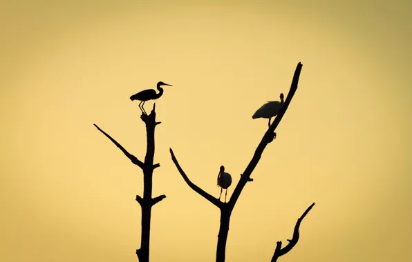 Birds, branches, tree, silhouette
