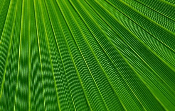 Macro, Sheet, Leaf, Green, Flora