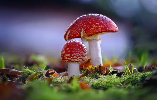 Macro, mushrooms, moss, Amanita