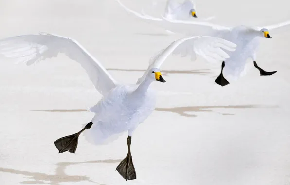Picture bird, wings, Japan, Hokkaido, swans, whooper