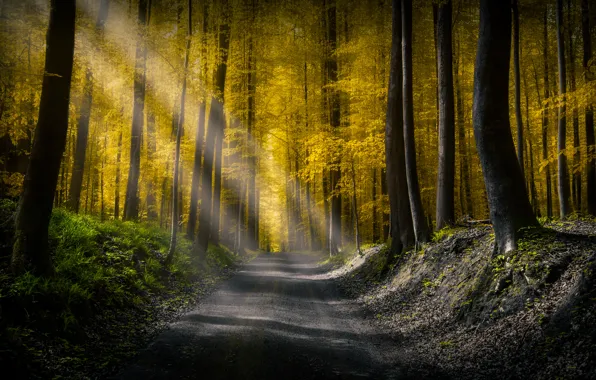 Road, forest, trees, clearance