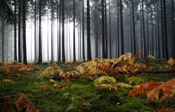 Picture autumn, forest, fog