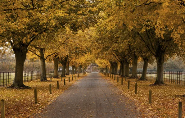 Picture autumn, trees, the fence, the building, arch, alley