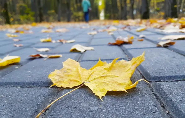 Road, autumn, forest, girl, sheet