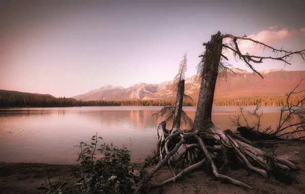 Forest, the sky, mountains, roots, shore, Bush, stump, the remains