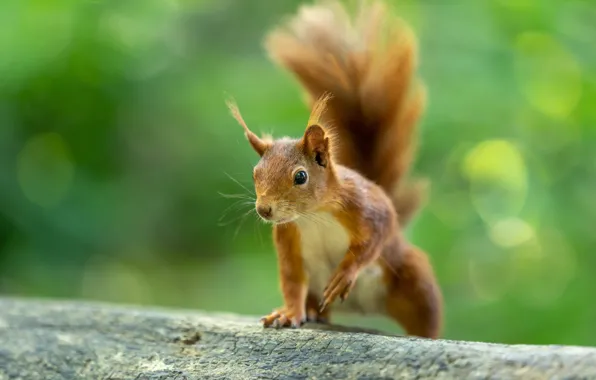 Look, nature, pose, protein, tail, green background, bokeh, rodent