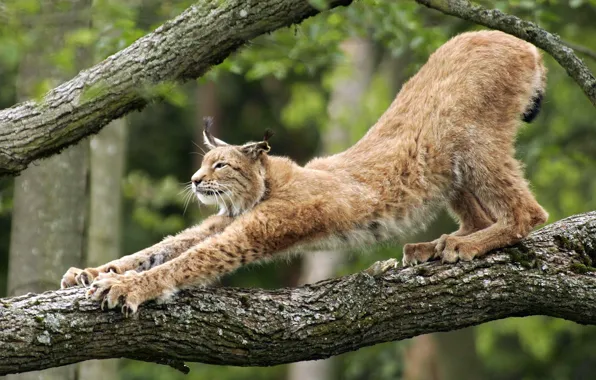 Picture tree, claws, lynx