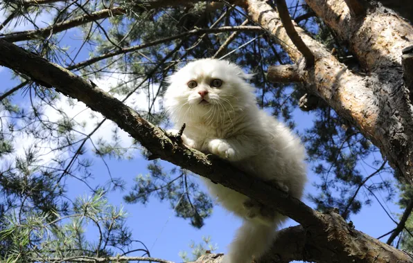 Cat, tree, white, on the tree, Scottish fold, Scottish fold cat