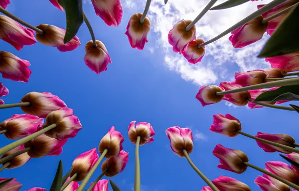 Picture summer, the sky, Tulips