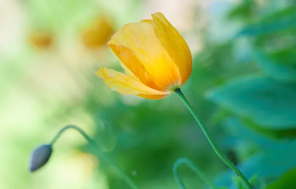 Picture flower, nature, petals, stem