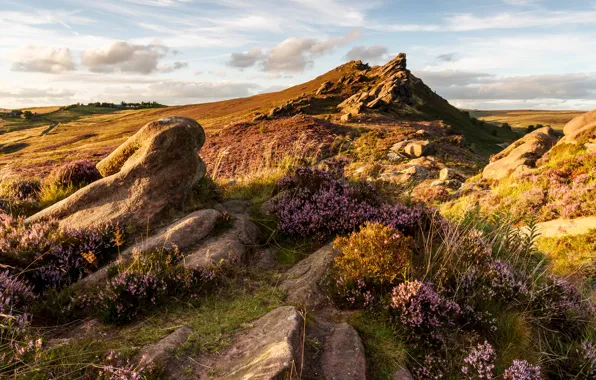 Picture field, the sky, grass, the sun, clouds, flowers, stones, hills