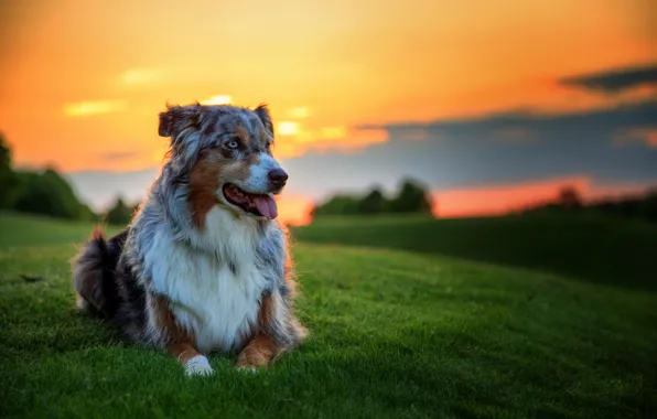 Background, each, Australian shepherd, Aussie