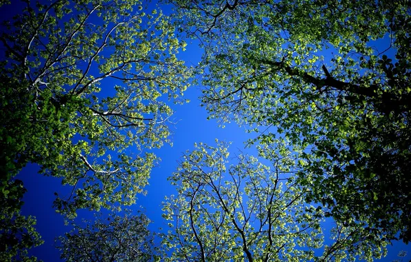 Forest, summer, the sky, trees, branches, foliage, crown