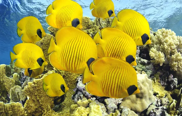 Sea, ocean, nature, water, animal, fish, reef, America