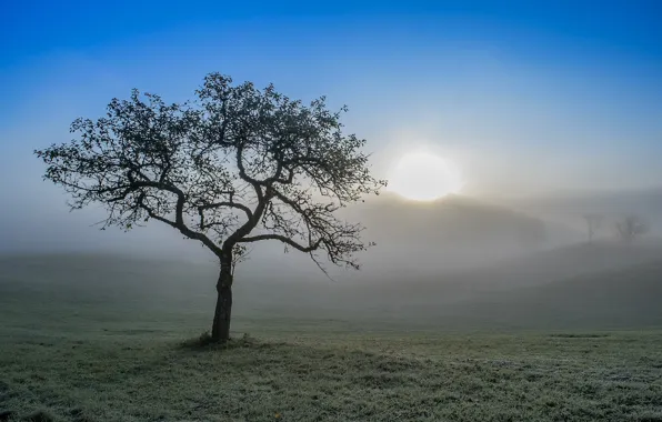Wallpaper field, morning, fog, trees