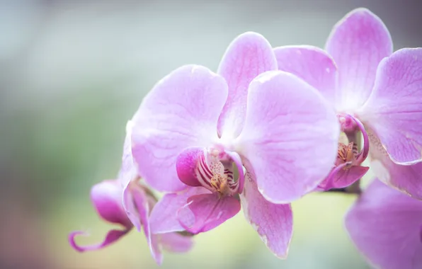 Macro, background, exotic, Orchid, Phalaenopsis