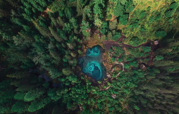 Picture forest, blue, water
