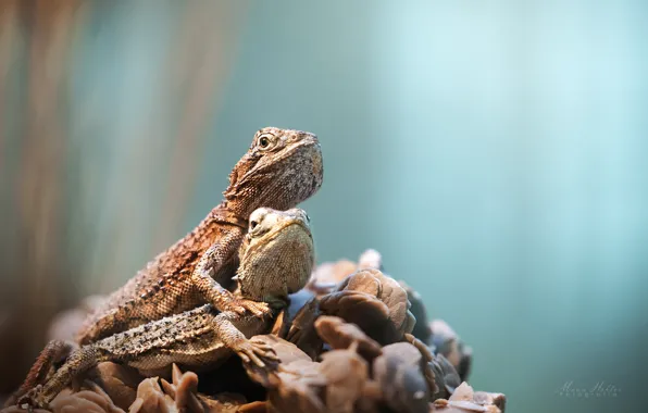 Picture background, a couple, lizards