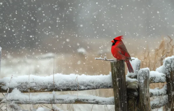 Winter, field, snow, nature, bird, the fence, post, snowfall