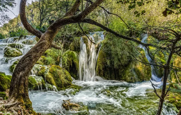 Picture greens, forest, trees, waterfall, moss, Croatia, Plitvice Lakes National Park