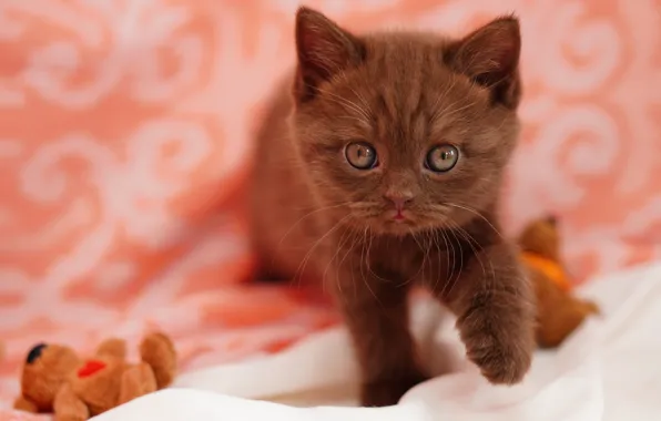 Cat, look, kitty, toy, legs, bear, fabric, face
